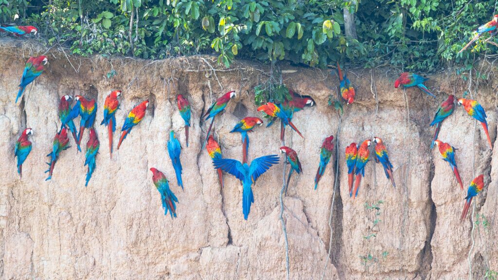 Macaws feeding at a clay lick in the Amazon rainforest, displaying vibrant feathers in shades of blue, green, and red.