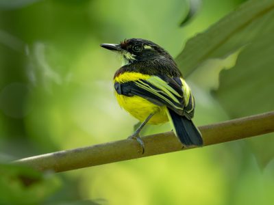 Black-backed Tody-flycatcher - Camanty quincemill