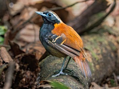 Cordillera Azul Antbird - Peruvian Endemic