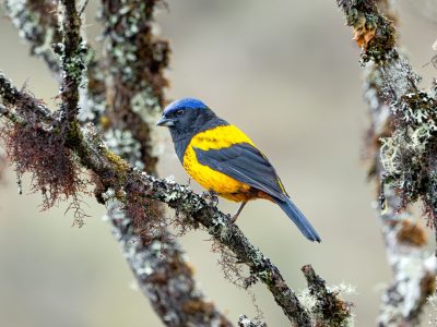 Golden-backed Mountain Tanager perched on a branch, showcasing its vibrant yellow and green plumage with a golden back best birding tours destiantions in Central Peru