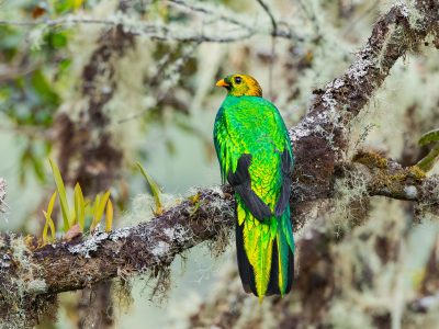 Golden-headed Quetzal (3)-Mejorado-NR-2-min