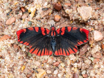 Haemactis sanguinalis