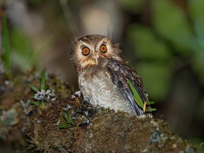 rare owl species peru owls