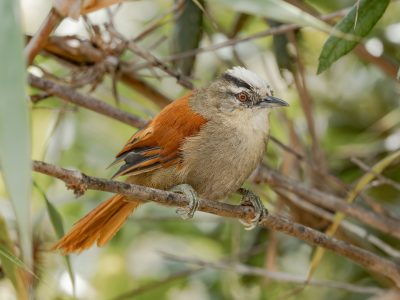 Vilcabamba Spinetail bird perched on a branch, showing its distinctive long tail and brown plumage