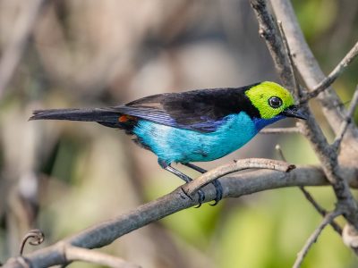 Paradise Tanager 1