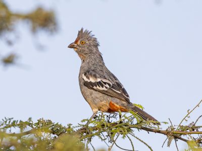 Peruvian Plantcutter