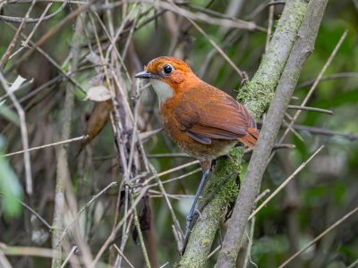 Red-and-white Antpitta (1)-min