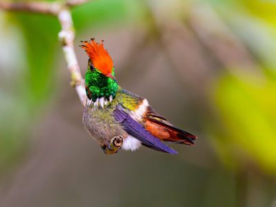 Rufous-crested Coquette