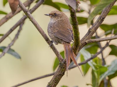 vilcabamba thistletail vilcabamba (5)-Mejorado-NR-2-min